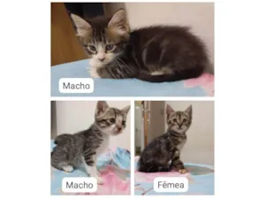 Gato raça SRD-ViraLata idade Abaixo de 2 meses nome Gatinhos para adoção