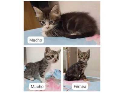Gato raça SRD-ViraLata idade Abaixo de 2 meses nome Gatinhos para adoção