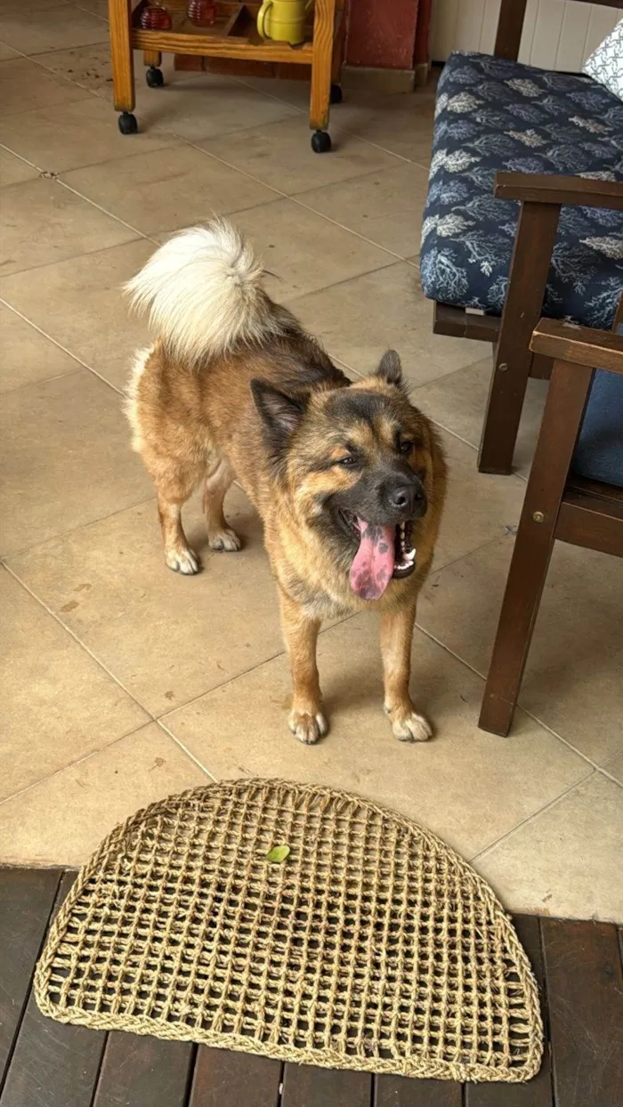 Cachorro raça SRD-ViraLata idade 1 ano nome Siena