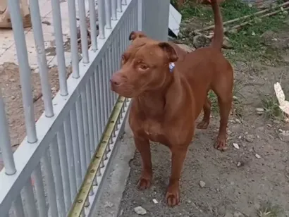 Cachorro raça Pit-Bull idade 2 anos nome Darah