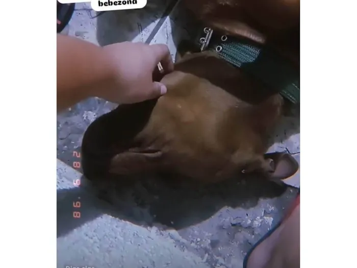Cachorro ra a Pit-Bull idade 2 anos nome Darah