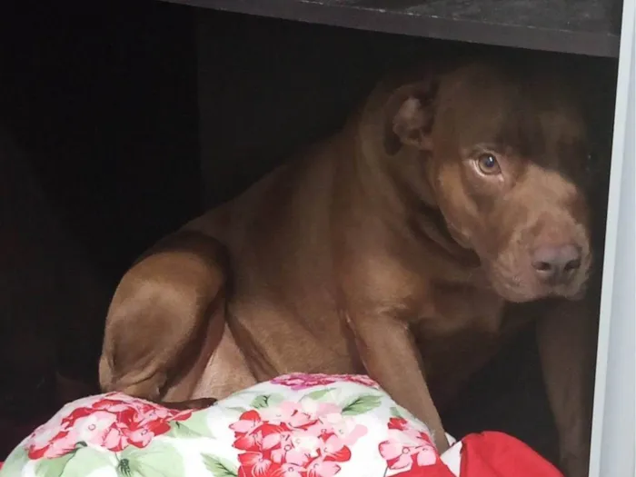 Cachorro ra a Pit-Bull idade 2 anos nome Darah