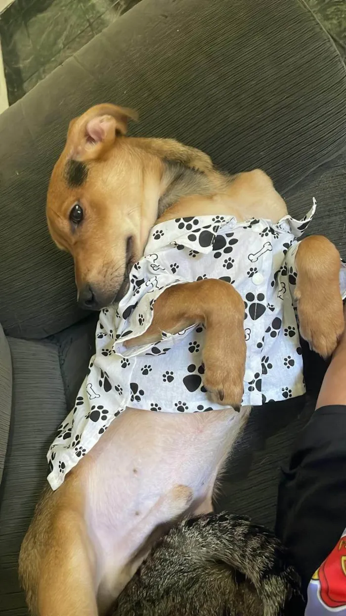 Cachorro ra a SRD-ViraLata idade 1 ano nome Tom 