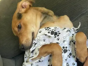 Cachorro raça SRD-ViraLata idade 1 ano nome Tom 