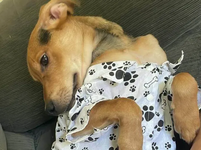 Cachorro ra a SRD-ViraLata idade 1 ano nome Tom 