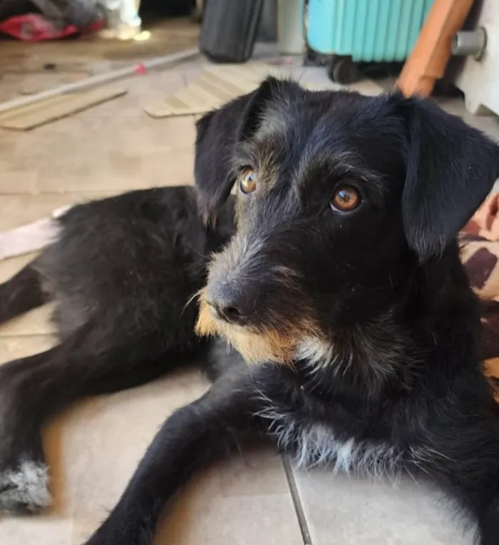 Cachorro ra a SRD-ViraLata idade 7 a 11 meses nome Belinha