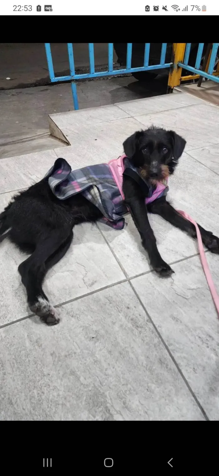 Cachorro ra a SRD-ViraLata idade 7 a 11 meses nome Belinha
