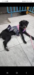 Belinha