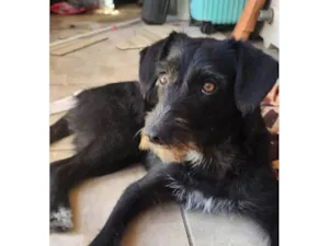 Cachorro raça SRD-ViraLata idade 7 a 11 meses nome Belinha