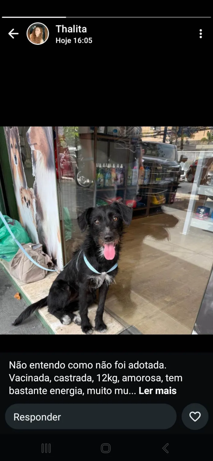 Cachorro ra a SRD-ViraLata idade 7 a 11 meses nome Belinha