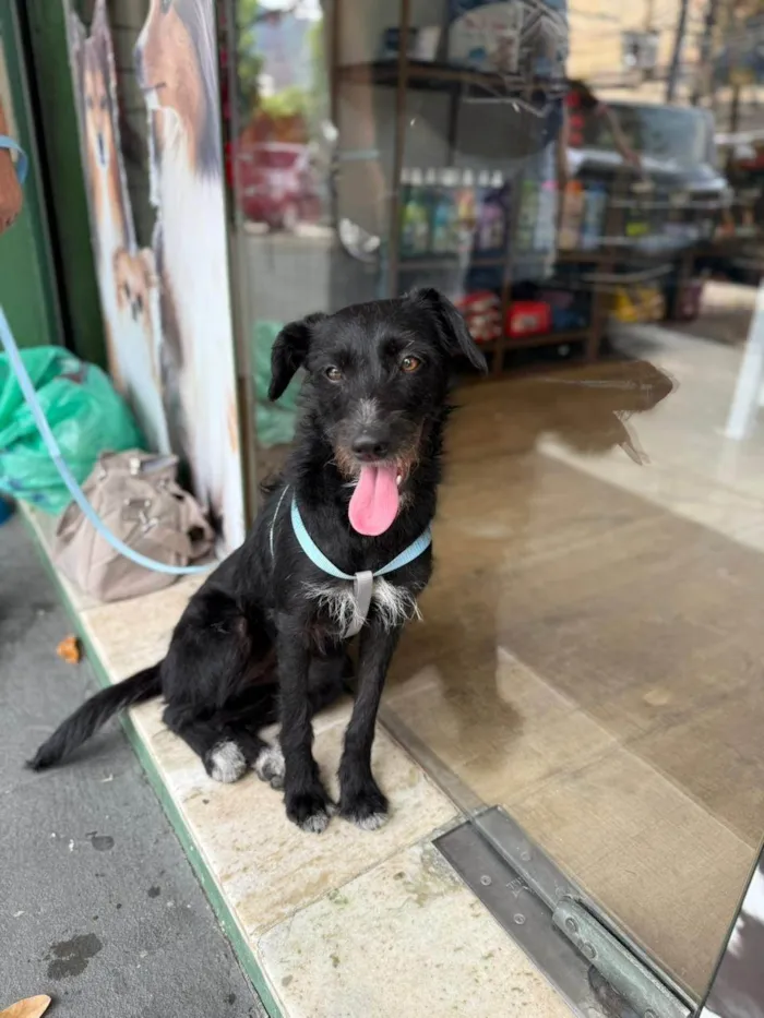 Cachorro ra a SRD-ViraLata idade 7 a 11 meses nome Belinha