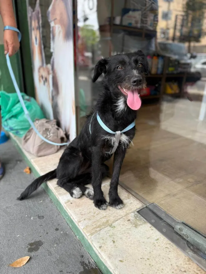 Cachorro ra a SRD-ViraLata idade 7 a 11 meses nome Belinha