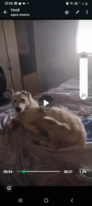 Cachorro raça SRD-ViraLata idade 5 anos nome Faruke 