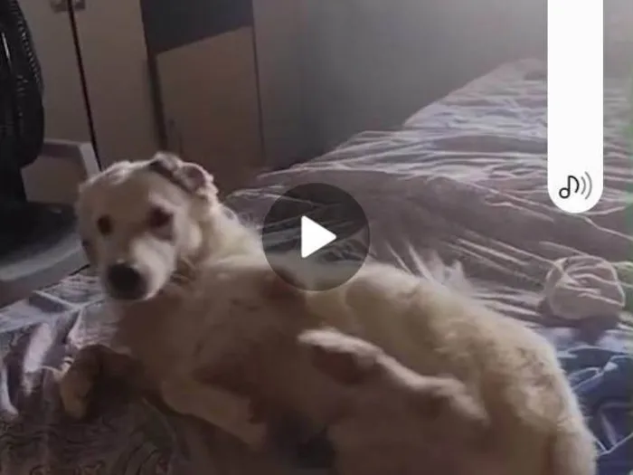 Cachorro ra a SRD-ViraLata idade 5 anos nome Faruke 