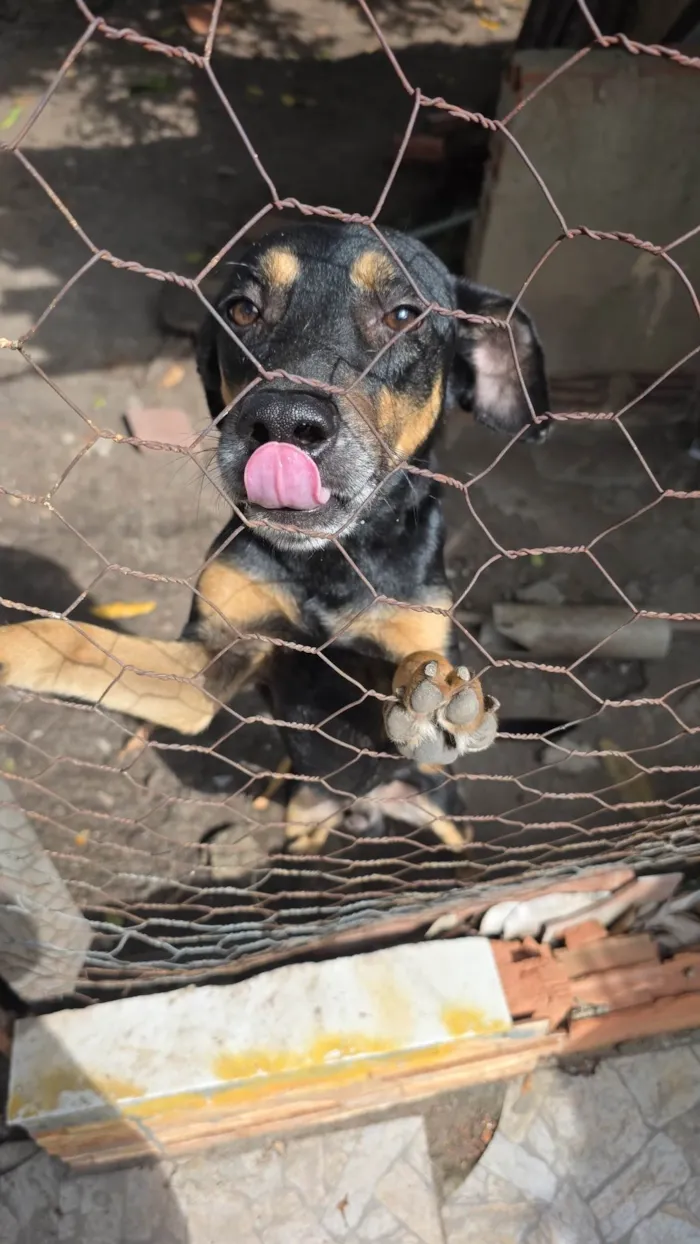 Cachorro ra a SRD-ViraLata idade 1 ano nome Leon
