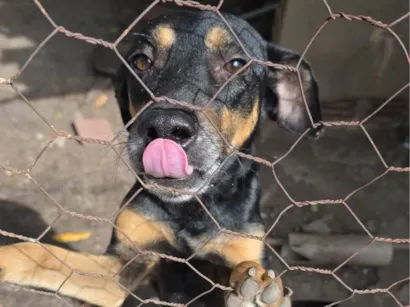 Cachorro raça SRD-ViraLata idade 1 ano nome Leon