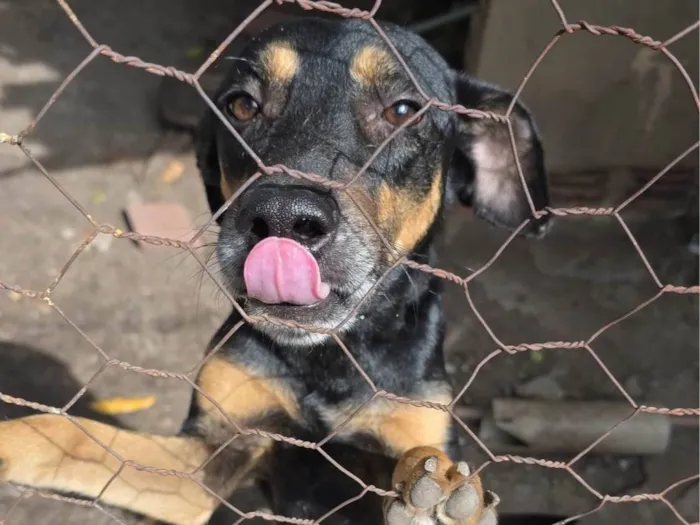 Cachorro ra a SRD-ViraLata idade 1 ano nome Leon