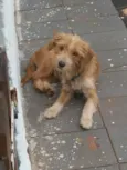 Simba 