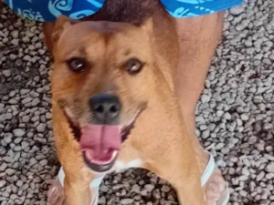 Cachorro raça Pit-Bull idade 1 ano nome Hulk