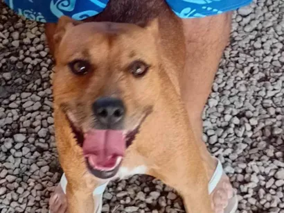 Cachorro raça Pit-Bull idade 1 ano nome Hulk