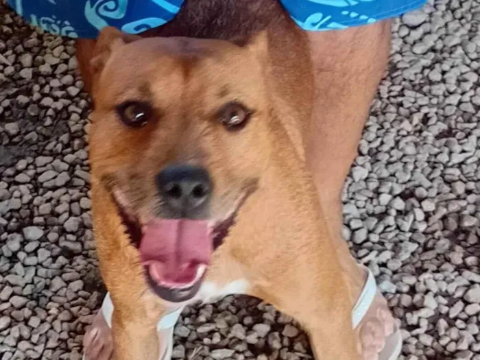 Cachorro ra a Pit-Bull idade 1 ano nome Hulk