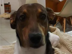 Cachorro raça SRD-ViraLata idade 5 anos nome Pingo