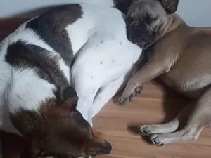 Cachorro raça Bulldog idade 7 a 11 meses nome Rabicó