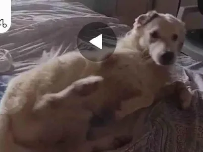 Cachorro raça SRD-ViraLata idade 5 anos nome Faruke 