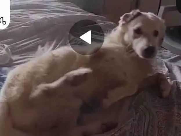 Cachorro ra a SRD-ViraLata idade 5 anos nome Faruke 