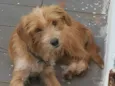 Simba