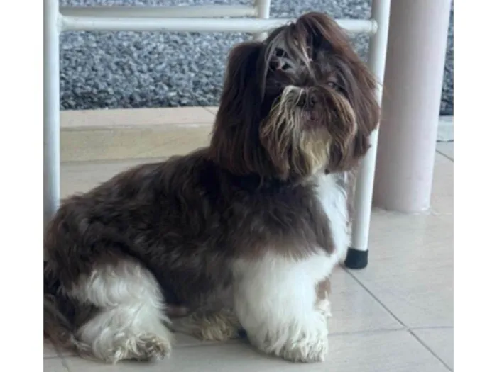 Cachorro ra a Shitzu idade 6 ou mais anos nome Bernardo