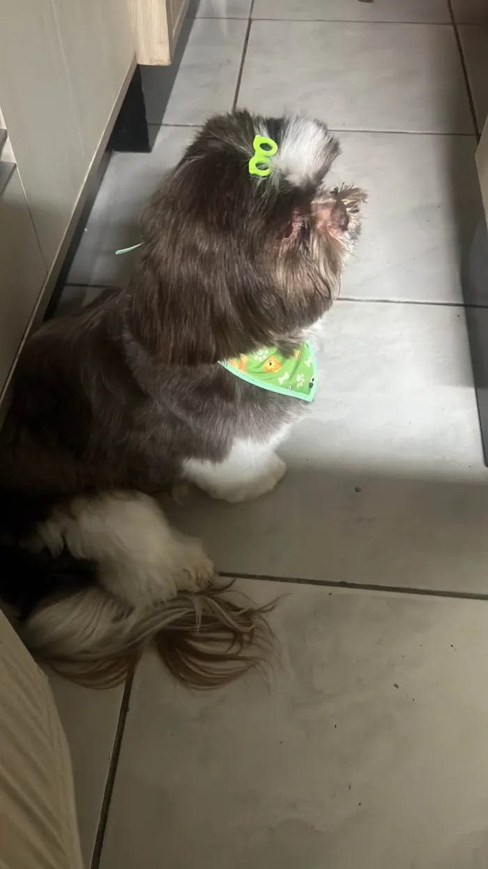 Cachorro ra a Shitzu idade 6 ou mais anos nome Bernardo