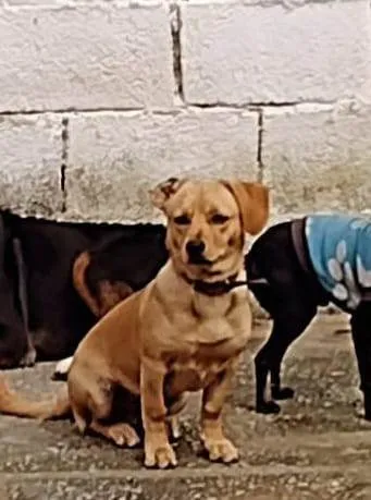 Cachorro raça SRD-ViraLata idade 4 anos nome Amarelo 