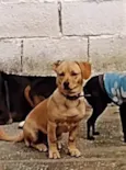 Amarelo