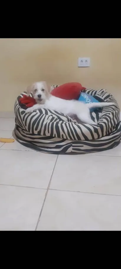 Cachorro raça SRD-ViraLata idade 2 anos nome Breydan