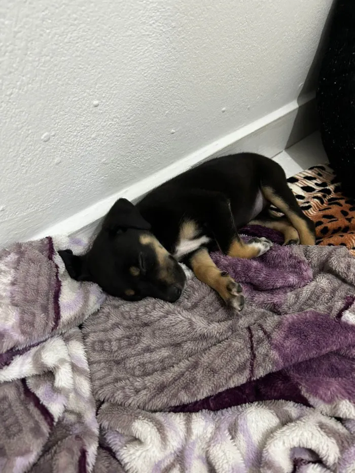 Cachorro ra a SRD-ViraLata idade Abaixo de 2 meses nome Yara