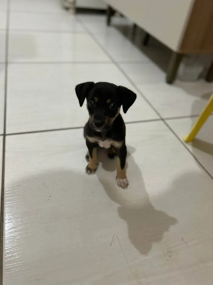 Cachorro ra a SRD-ViraLata idade Abaixo de 2 meses nome Yara
