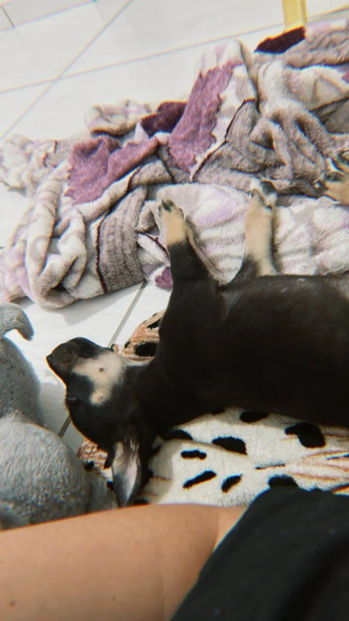 Cachorro ra a SRD-ViraLata idade Abaixo de 2 meses nome Yara