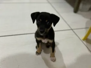 Cachorro raça SRD-ViraLata idade Abaixo de 2 meses nome Yara