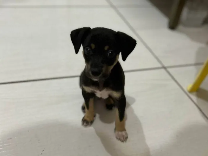 Cachorro ra a SRD-ViraLata idade Abaixo de 2 meses nome Yara
