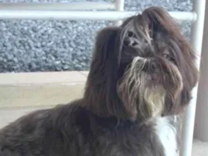 Cachorro raça Shitzu idade 6 ou mais anos nome Bernardo