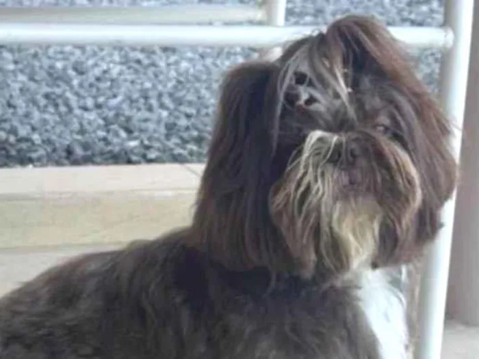 Cachorro ra a Shitzu idade 6 ou mais anos nome Bernardo