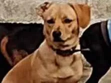 Cachorro raça SRD-ViraLata idade 4 anos nome Amarelo 