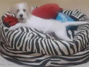 Cachorro raça SRD-ViraLata idade 2 anos nome Breydan