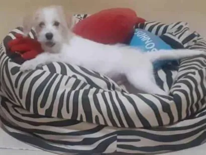 Cachorro raça SRD-ViraLata idade 2 anos nome Breydan