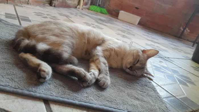 Gato ra a Siamês idade 1 ano nome Maya