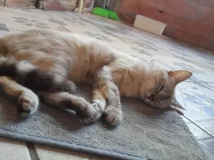 Gato raça Siamês idade 1 ano nome Maya