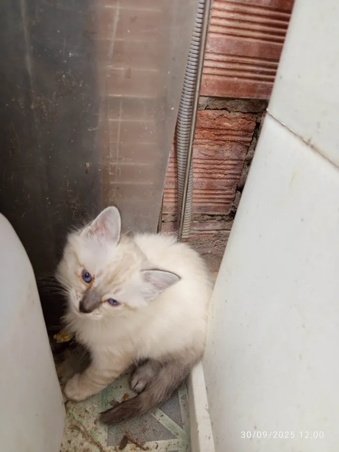 Gato ra a Siamês idade Abaixo de 2 meses nome Mily