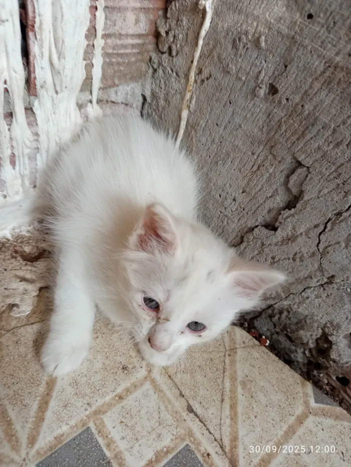 Gato ra a Siamês idade Abaixo de 2 meses nome Meg