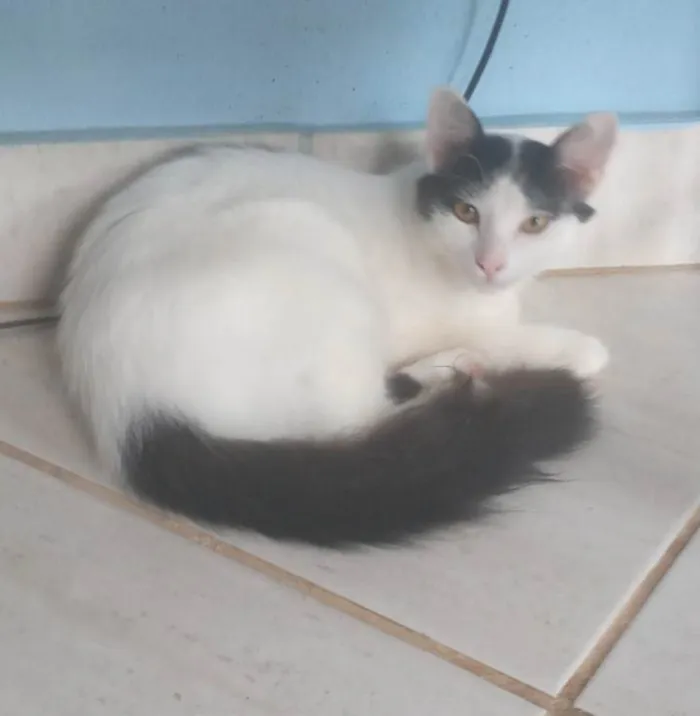 Gato ra a SRD-ViraLata idade 2 anos nome Hala